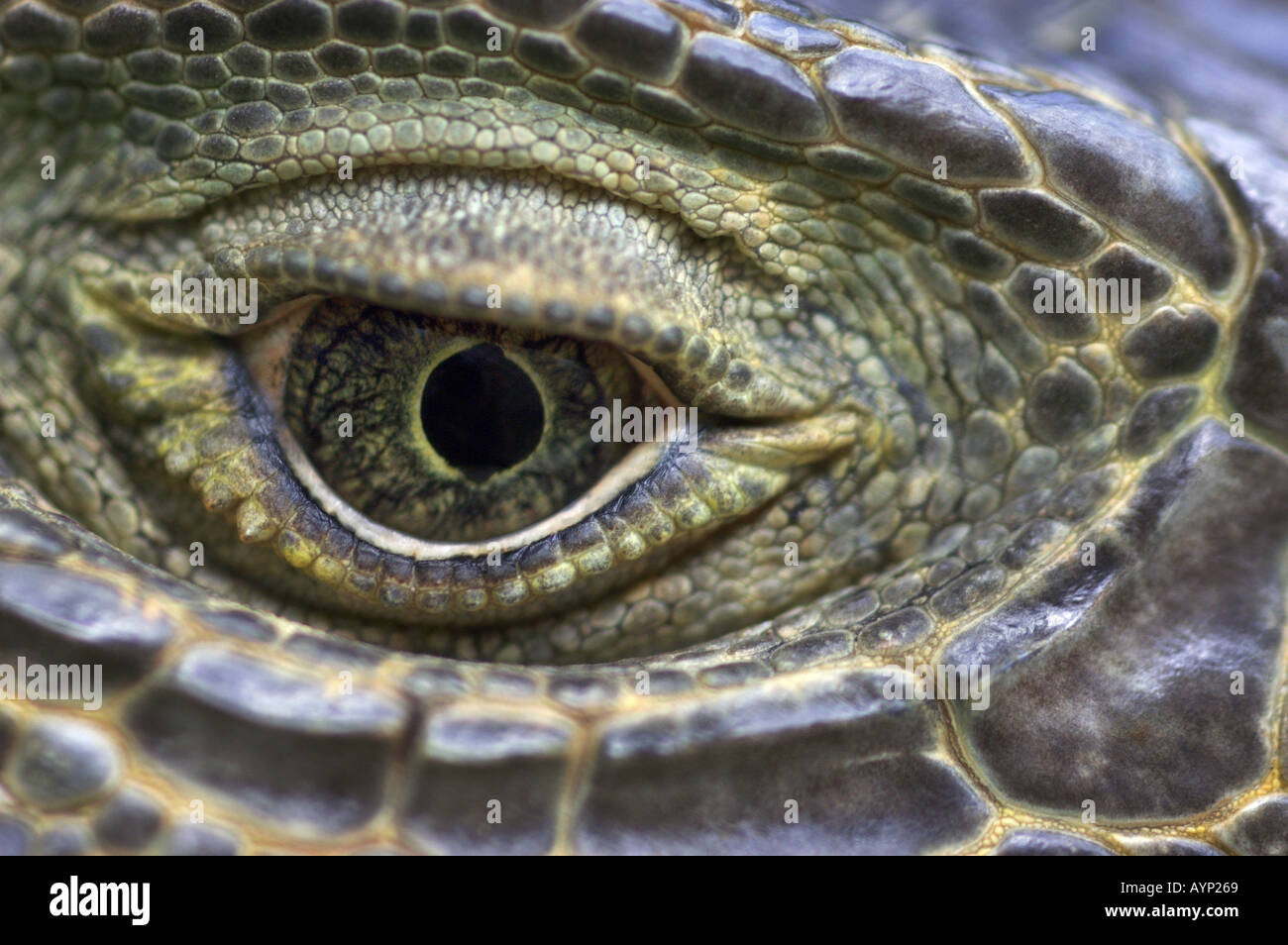 close up of iguana eye Stock Photo