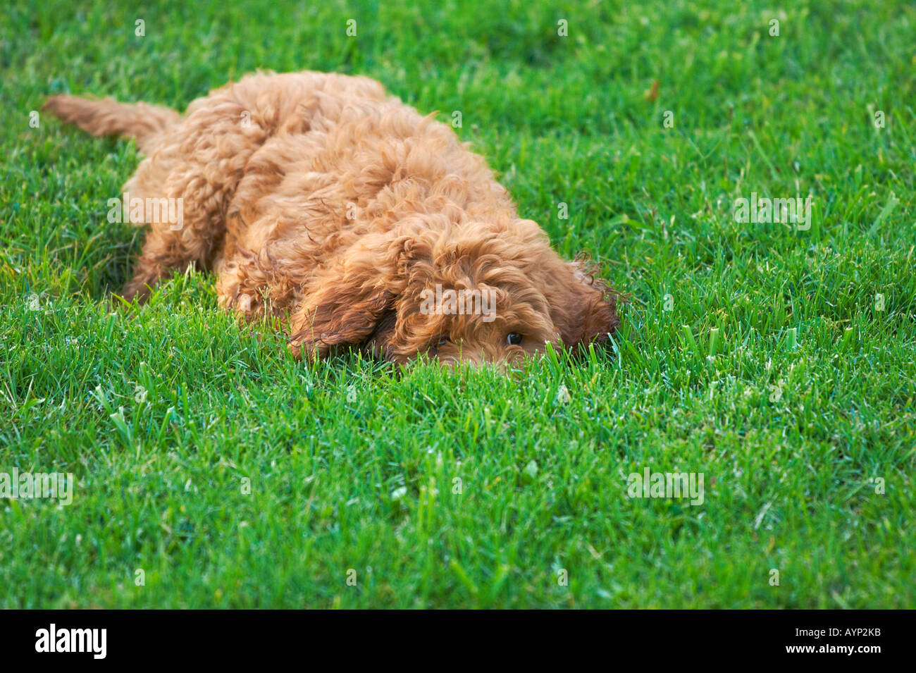 golden doodle dogs puppy dog fluffy curly hair playing green grass new breed Stock Photo