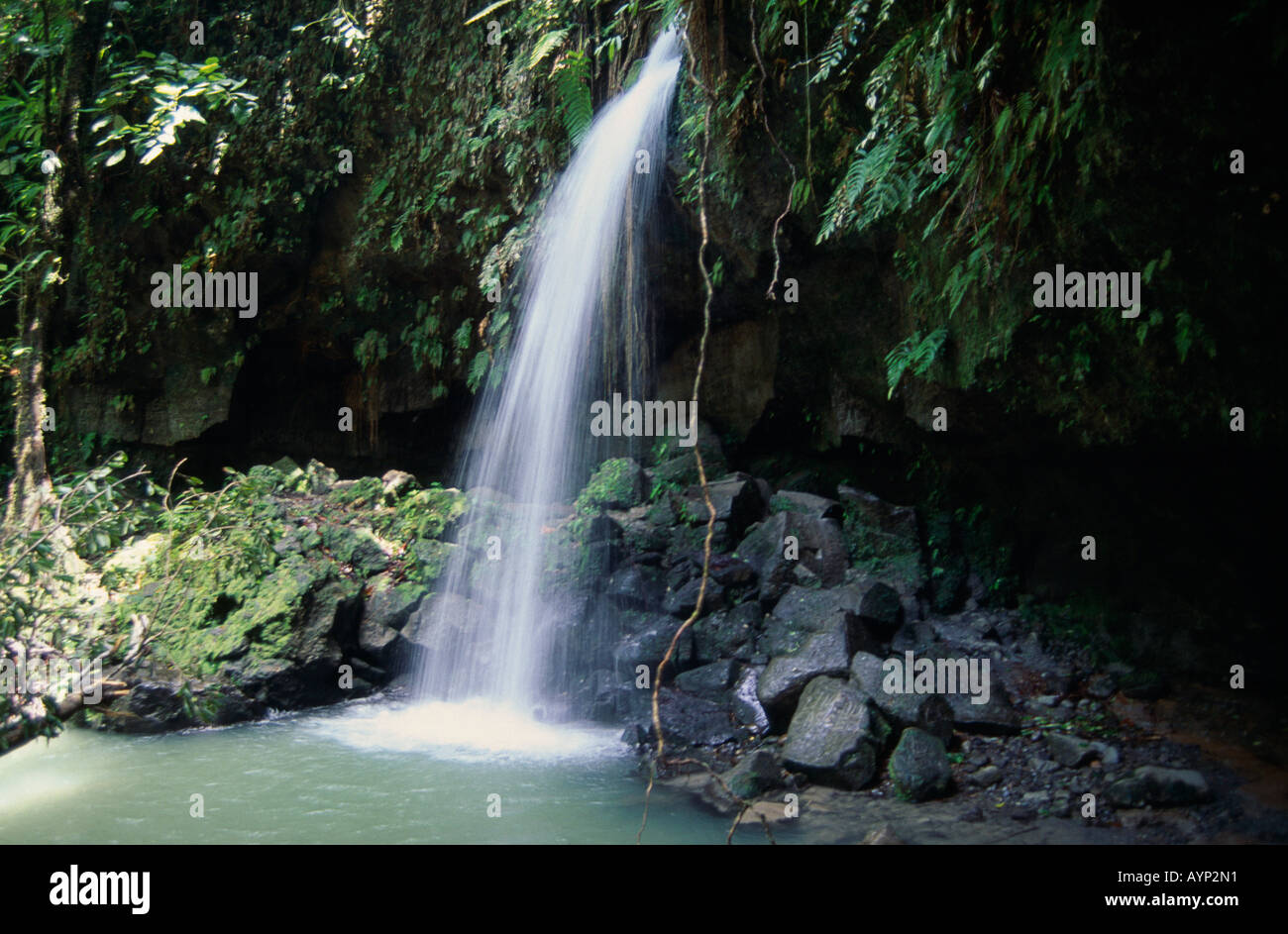 WEST INDIES Dominica Emerald Pool Stock Photo - Alamy