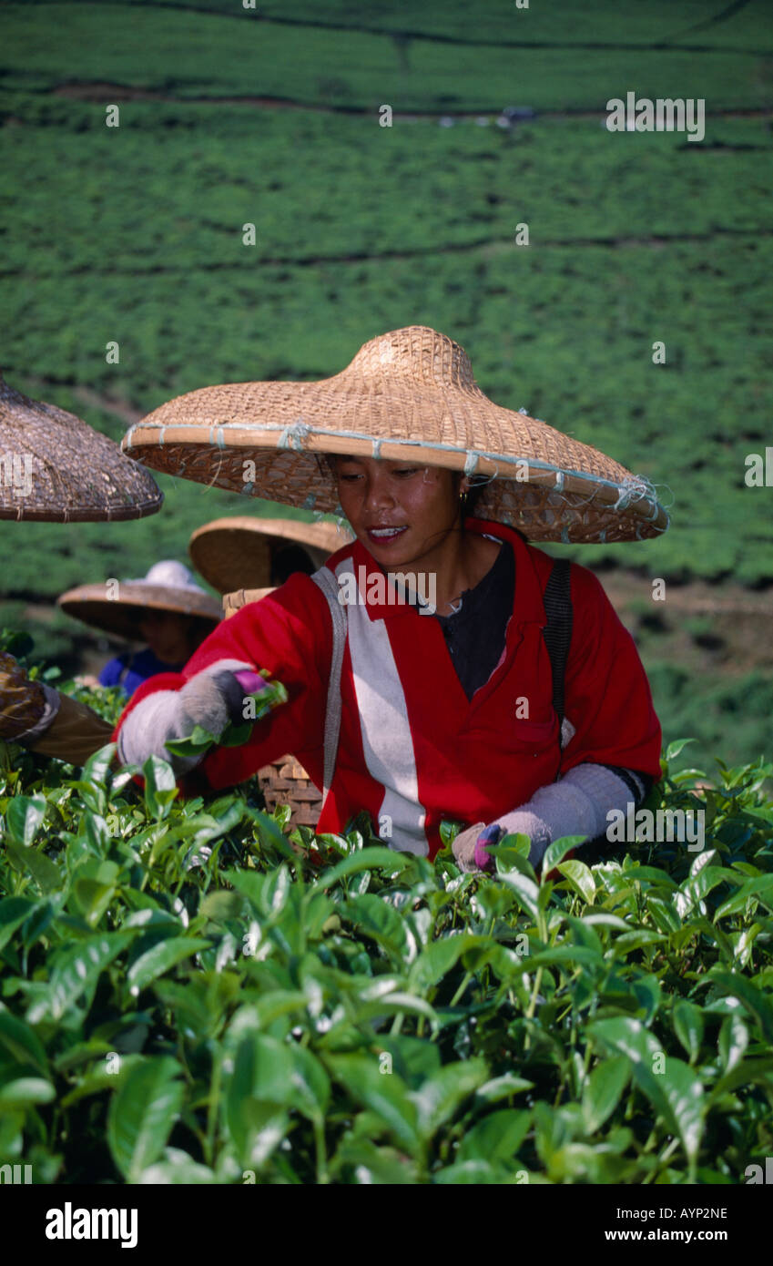 INDONESIA Southeast Asia Java Female Tea picker wearing a conical straw
