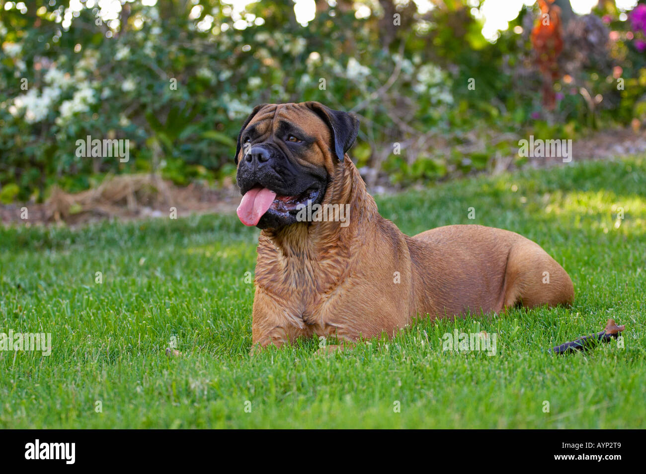 bullmastiff dog mastiff dogs puppy bitch red fawn big slobber wet short  hair resting lawn grass Stock Photo - Alamy