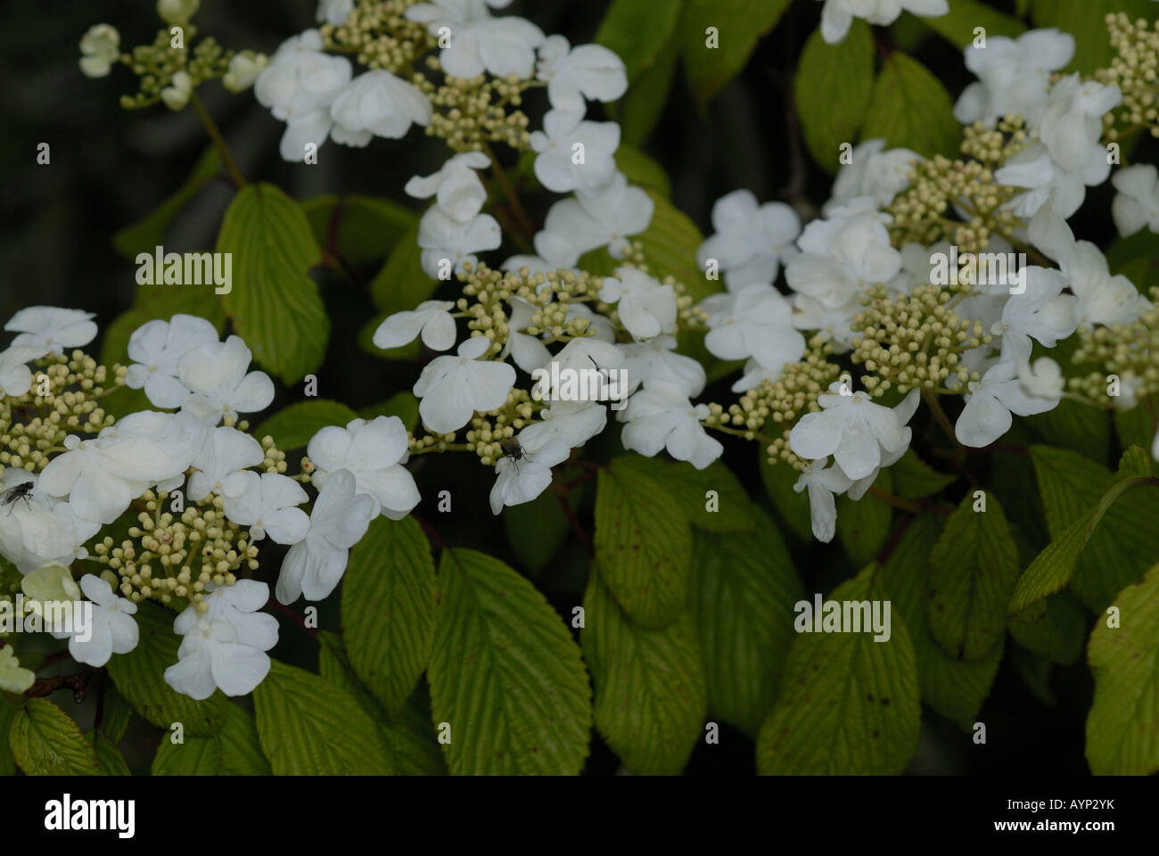 viburnum-plicatum-mariesii-close-up-of-flowers-stock-photo-alamy
