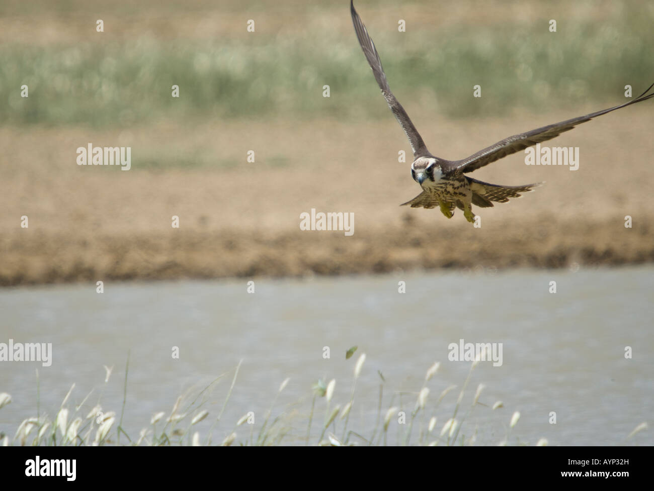 A lanner falcon in flight above a waterhole in the Kalahari semi-desert Stock Photo
