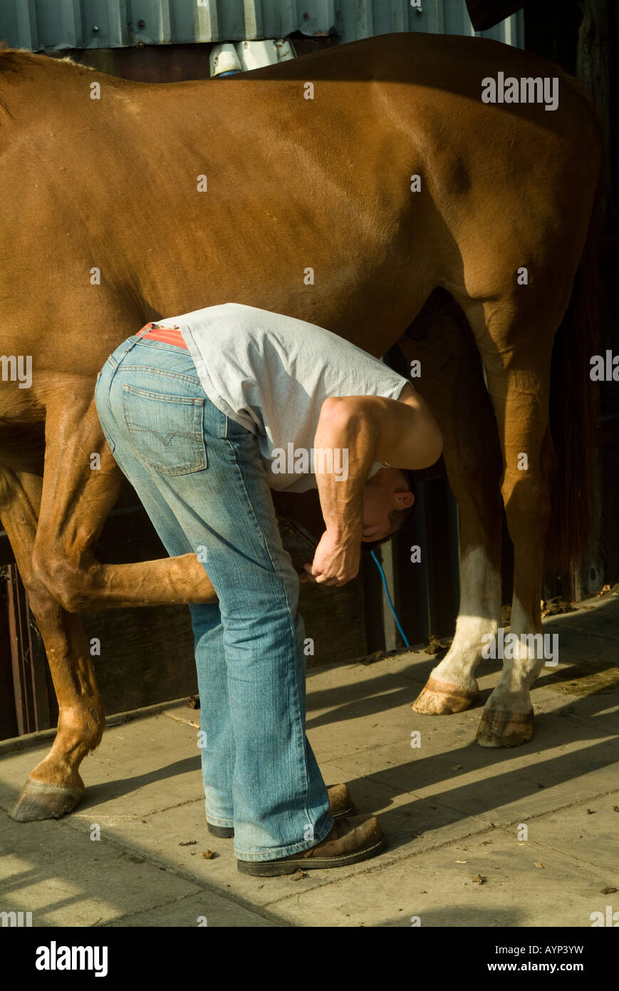 Man shoeing horse hires stock photography and images Alamy