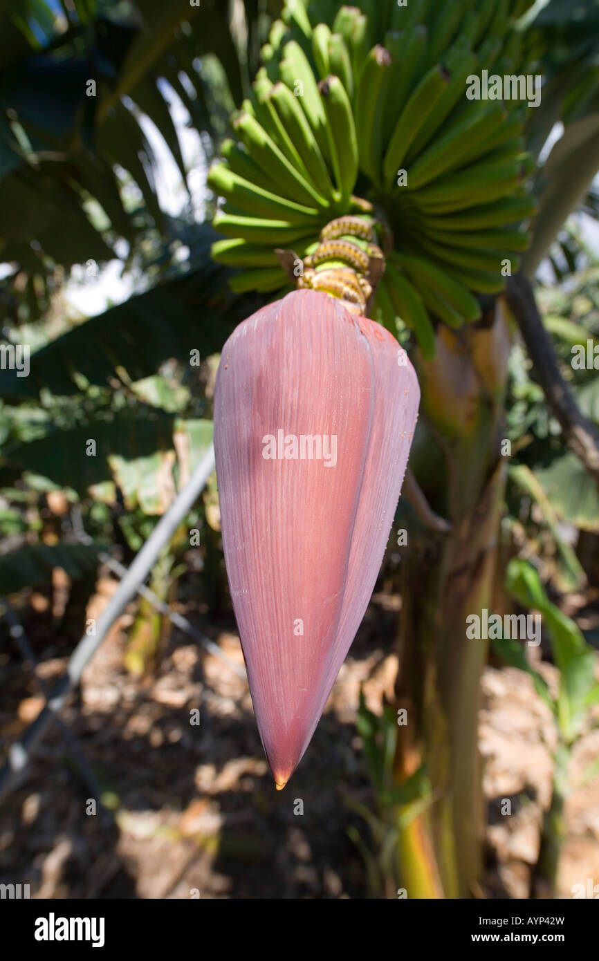 Banana blossom hires stock photography and images Alamy