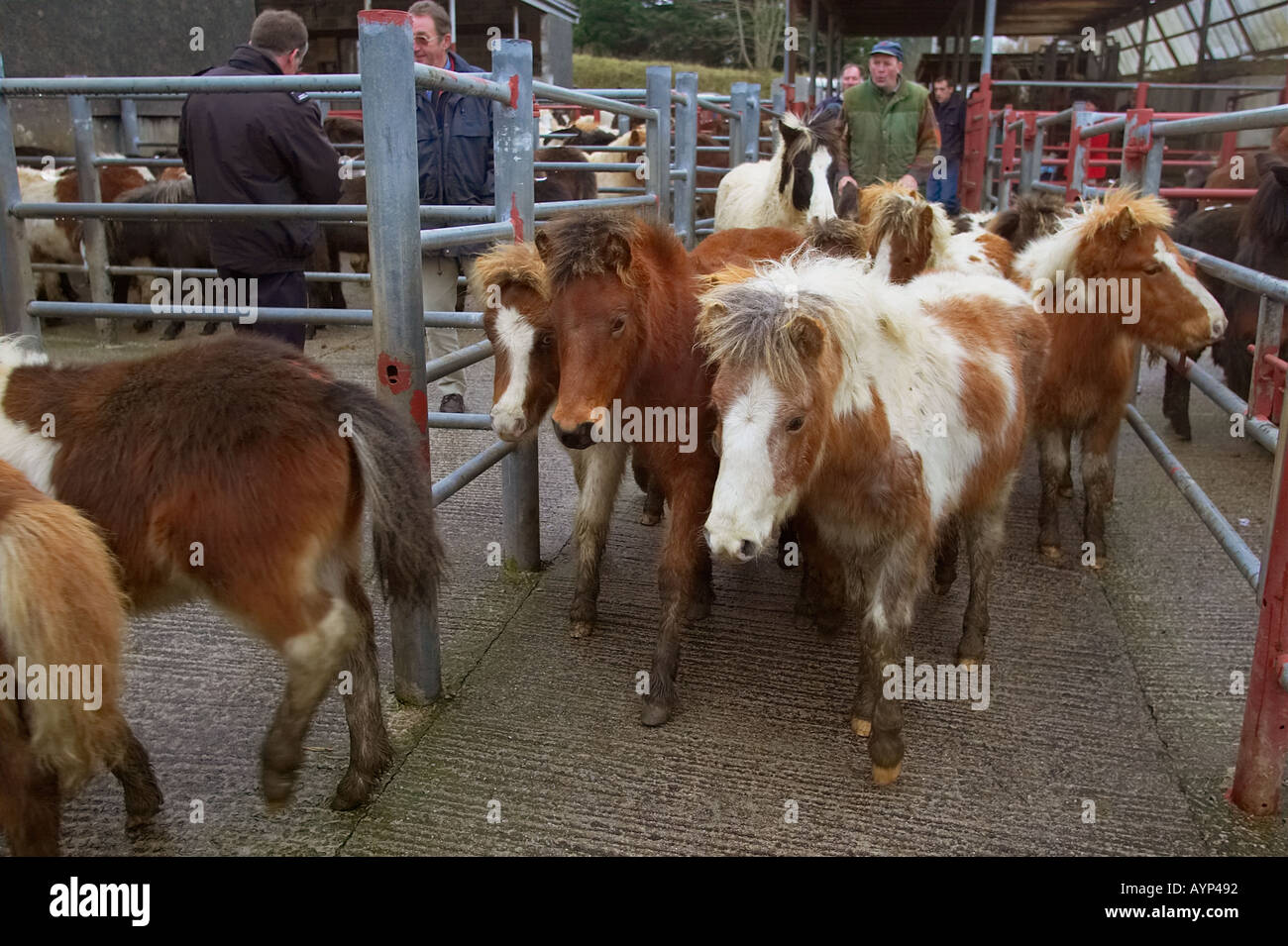 Dartmoor ponies at market in Tavistock, Devon, UK. Stock Photo