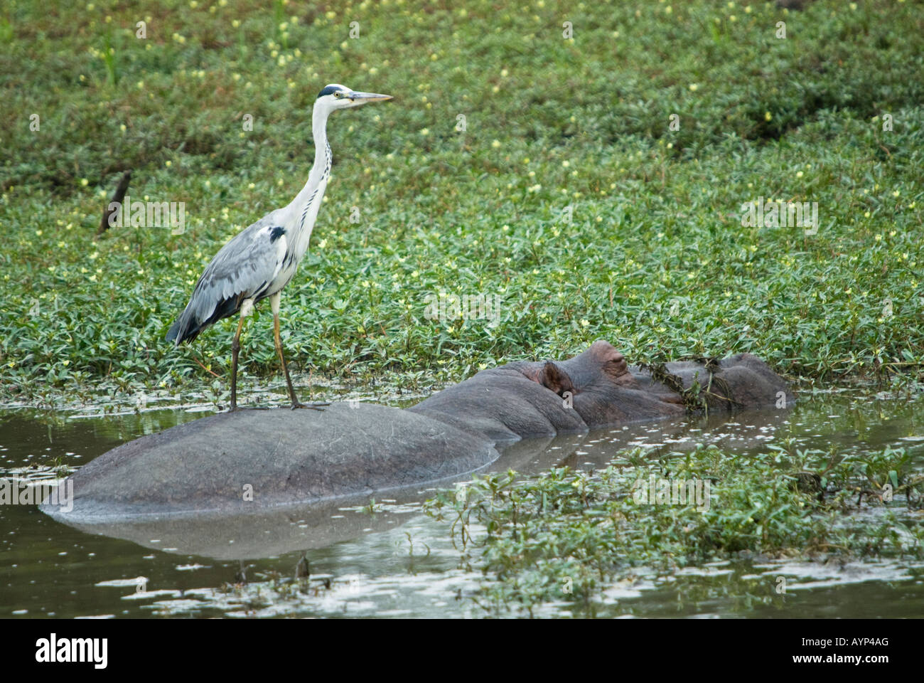 A grey heron standing on top of a hippo, using it as a fishing platform Stock Photo