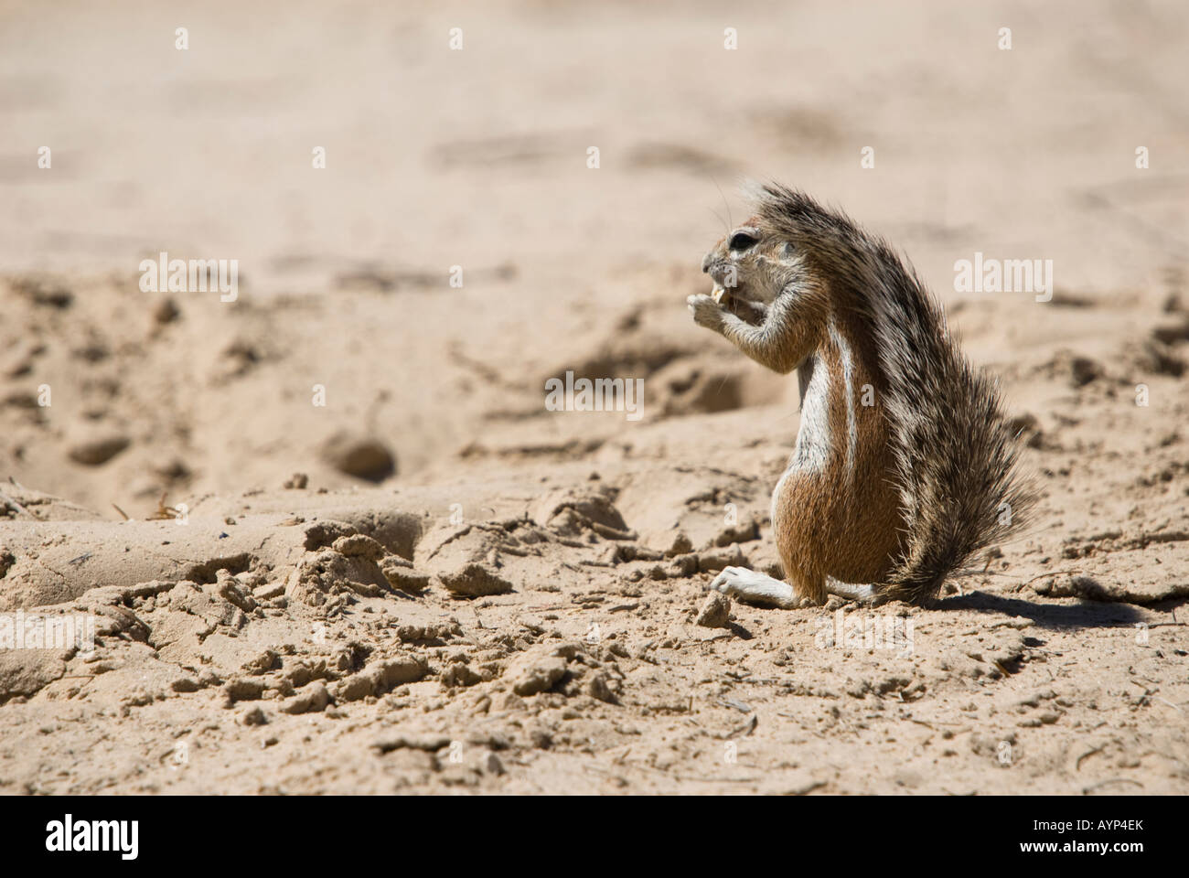 A ground squirrel foraging for food in the Kalahari semi-desert Stock Photo