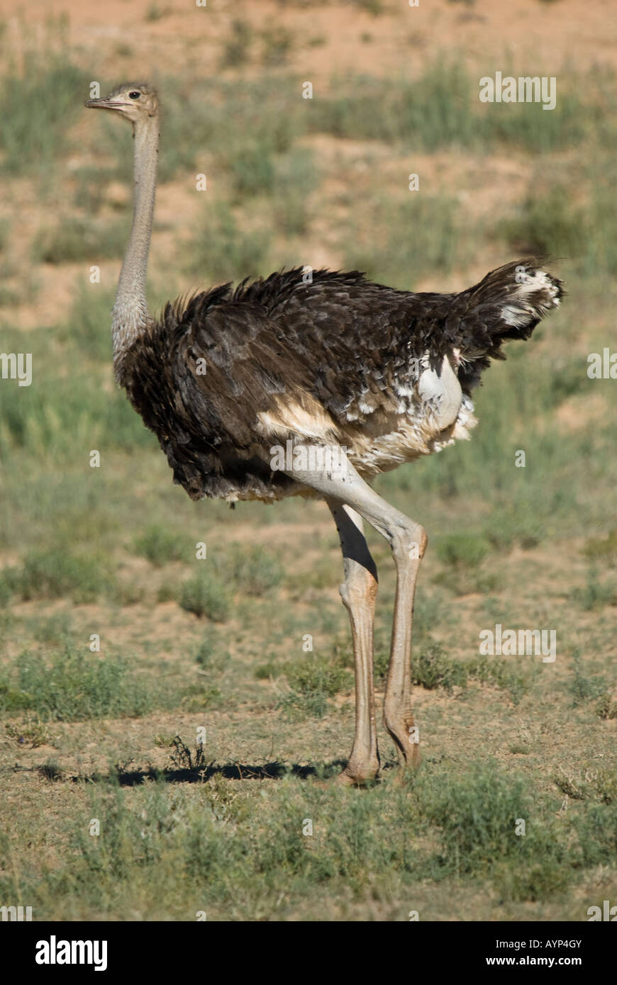 A male ostrich standing in the Kalahari semi-desert Stock Photo