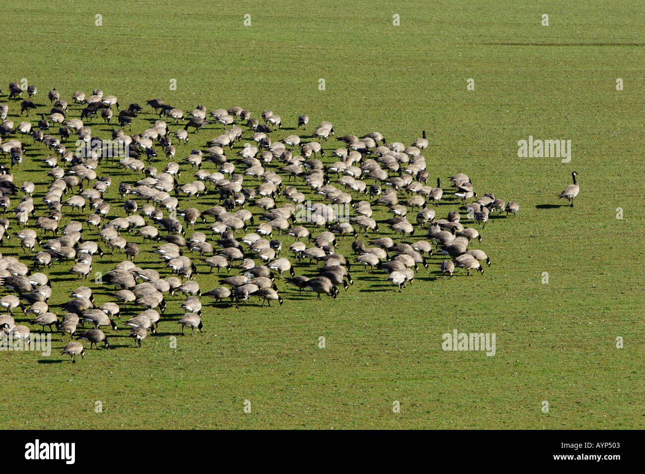 Flock of Canadian Geese following the leader Stock Photo 3187970 Alamy