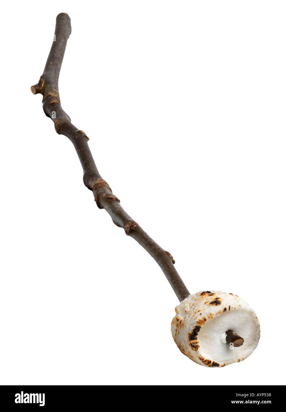 Toasted Marshmallow on Campfire stick Stock Photo