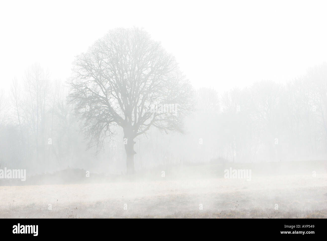 Tree in Early Morning Fog Stock Photo