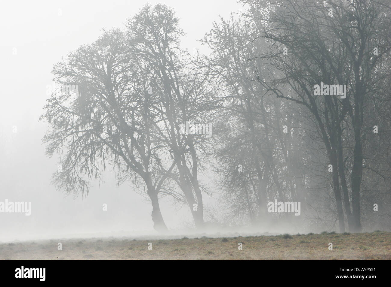 Tree in Early Morning Fog Stock Photo