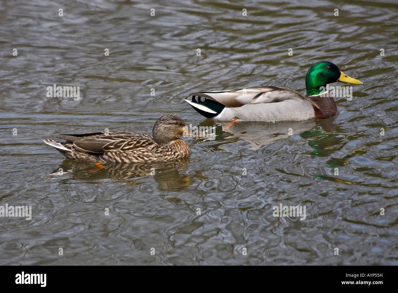 Dabbling ducks park Spring  hi-res Stock Photo