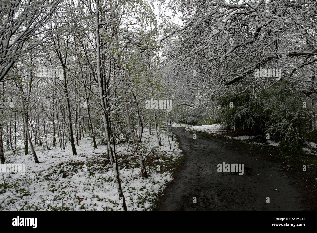 Settled snow in Wandsworth Common, London Stock Photo