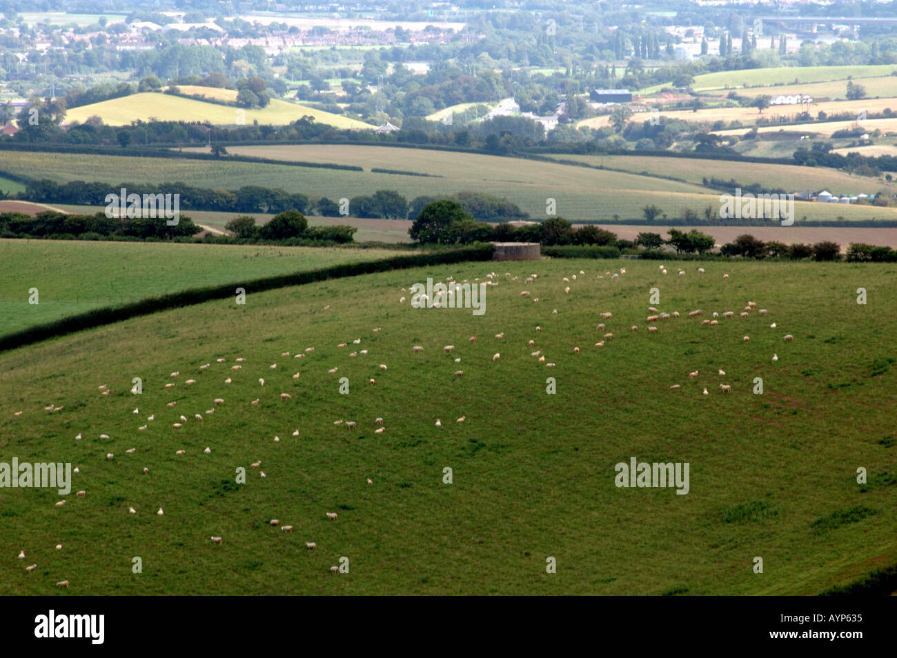 Sheep in devon fields hi-res stock photography and images - Alamy
