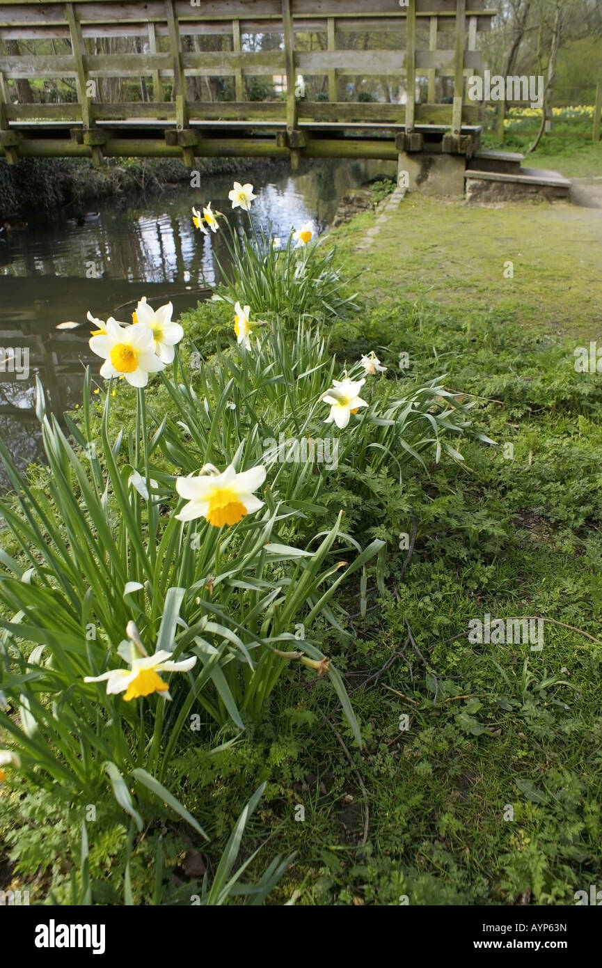 The banks of a river with bushes and trees Stock Photo - Alamy