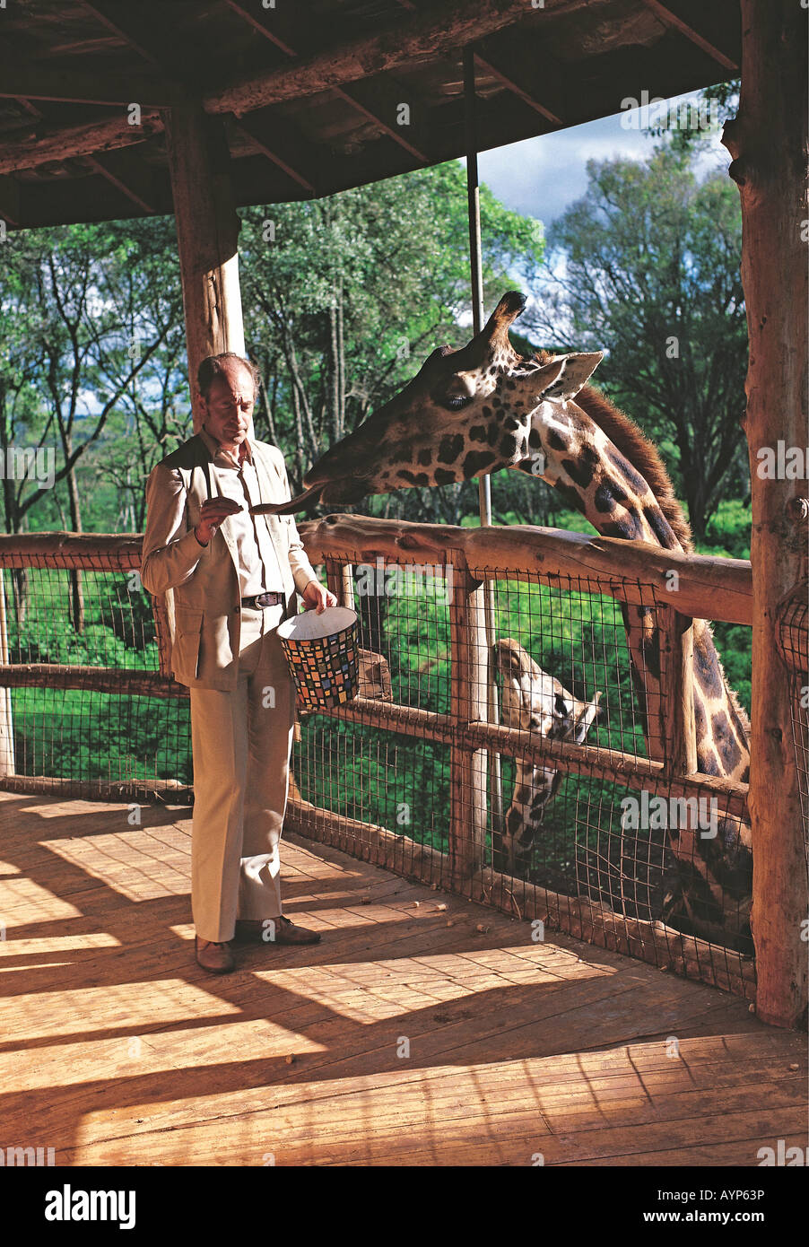 man feeding Rothschild s giraffe with cattle pellets at Langata Nature Education Centre Giraffe Manor Nairobi Kenya East Africa Stock Photo