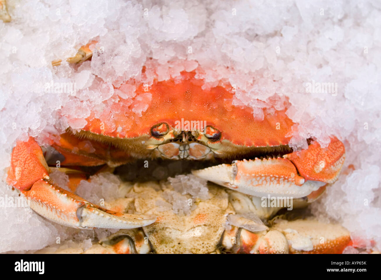 Dungeness crabs for sale in market Stock Photo - Alamy