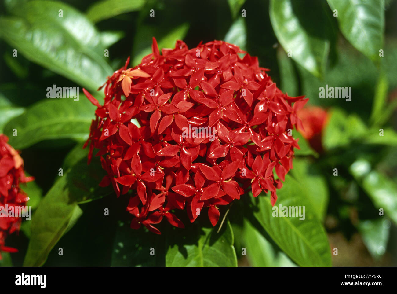 Detail of the bright scarlet flowers of the evergreen ixora plant on Kauai Stock Photo