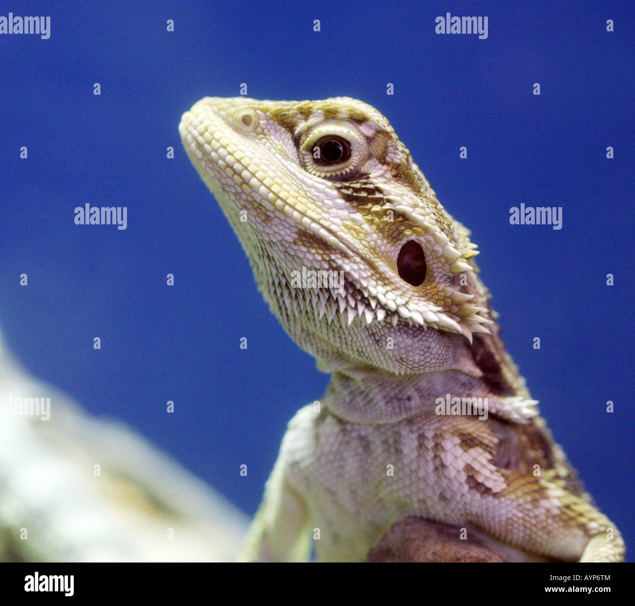 My Image 11