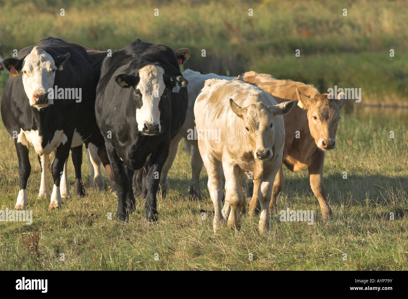Domestic cows cattle cross breeds Elmley Marshes Kent England Summer