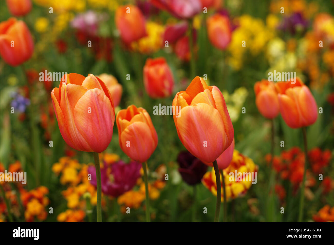 Tulips in Dublin Stock Photo