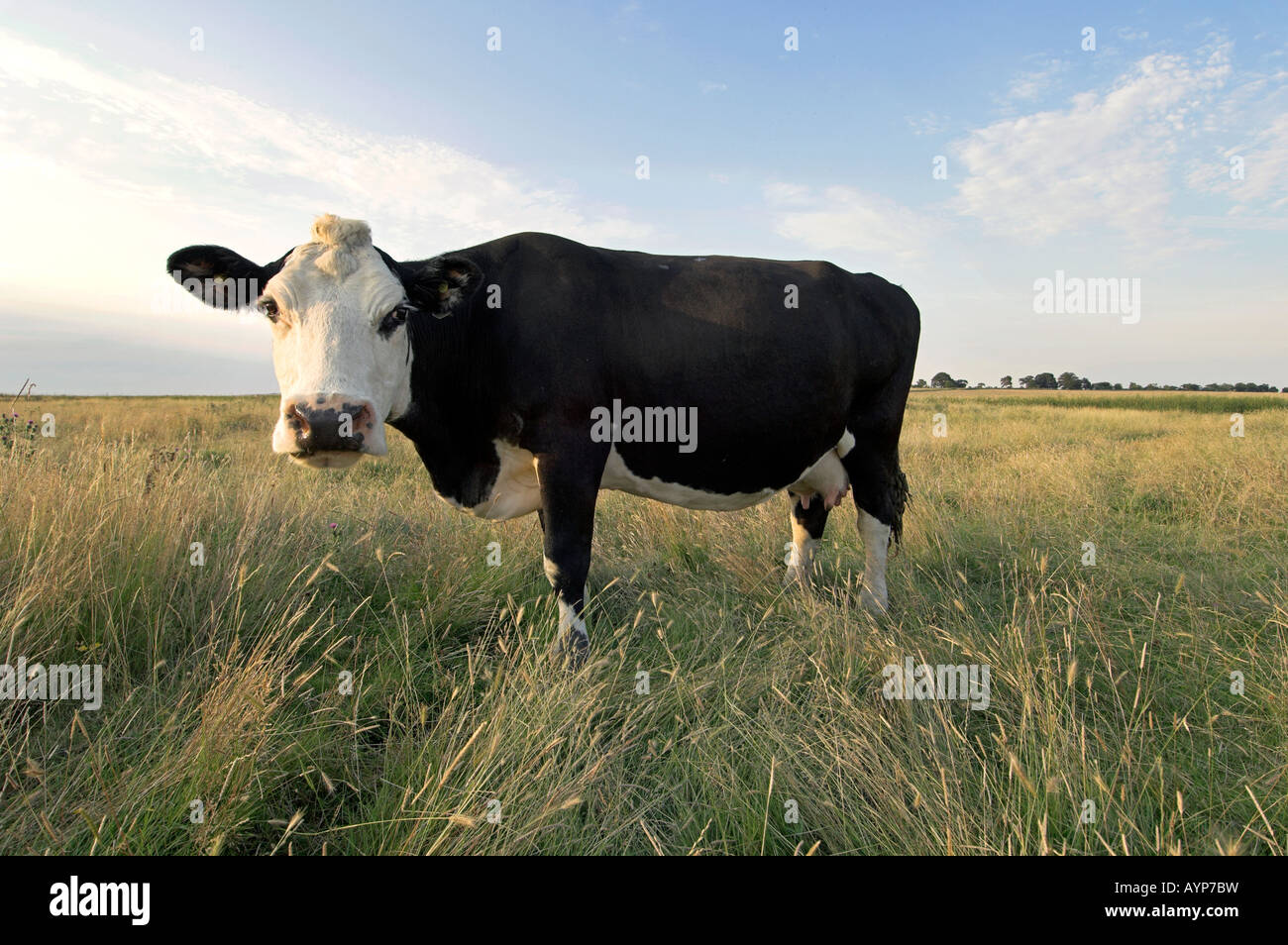 Hereford x Friesian Holstein crossbreed cow grazing, Kent, England Stock Photo Alamy