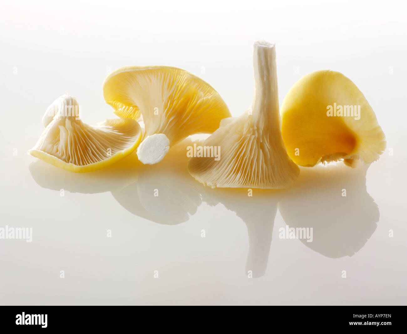 Raw Oyster mushrooms Stock Photo Alamy