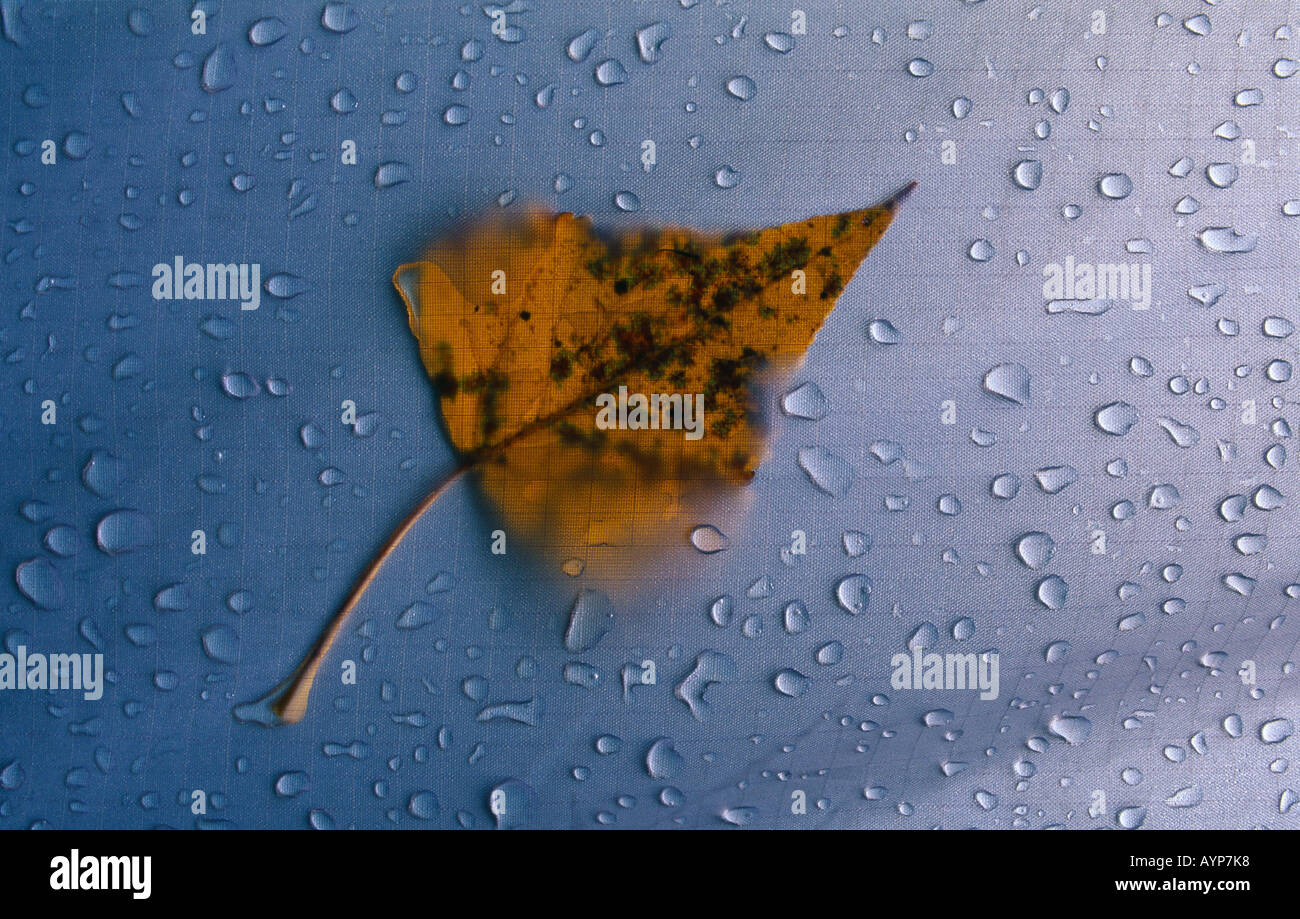 detail of a leaf with rain droplets on a tent France Stock Photo