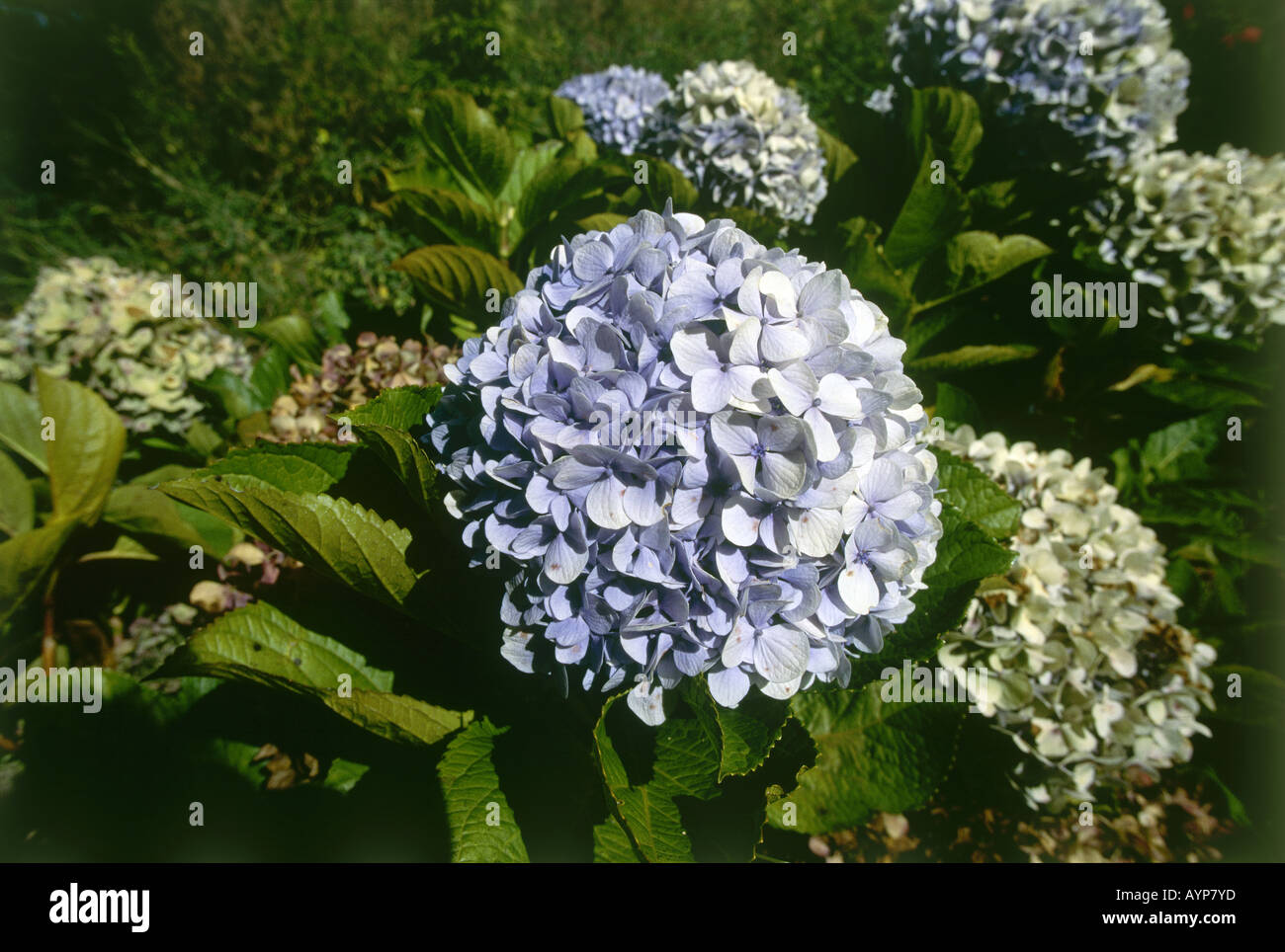 The neat round flowering head of the Hydrangea on Maui Stock Photo