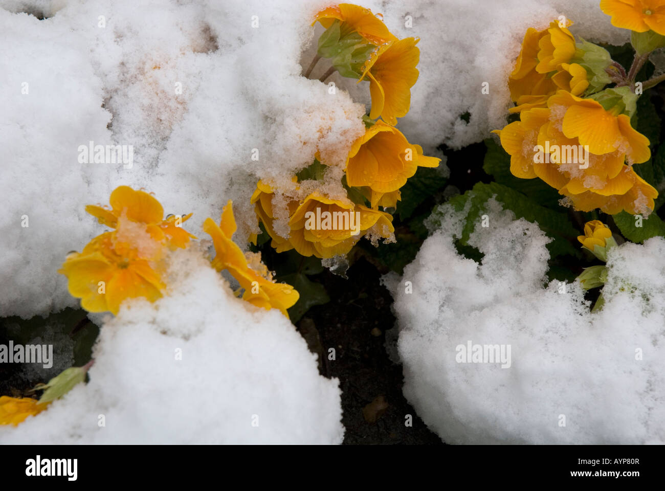 Primroses Primula Vulgaris covered in spring snow April 2008 London Stock Photo