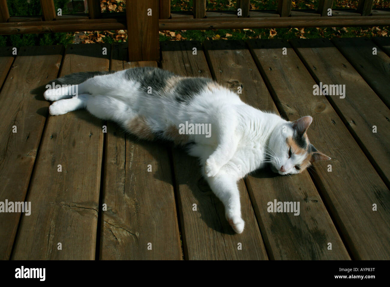 Calico Cat resting on deck Stock Photo