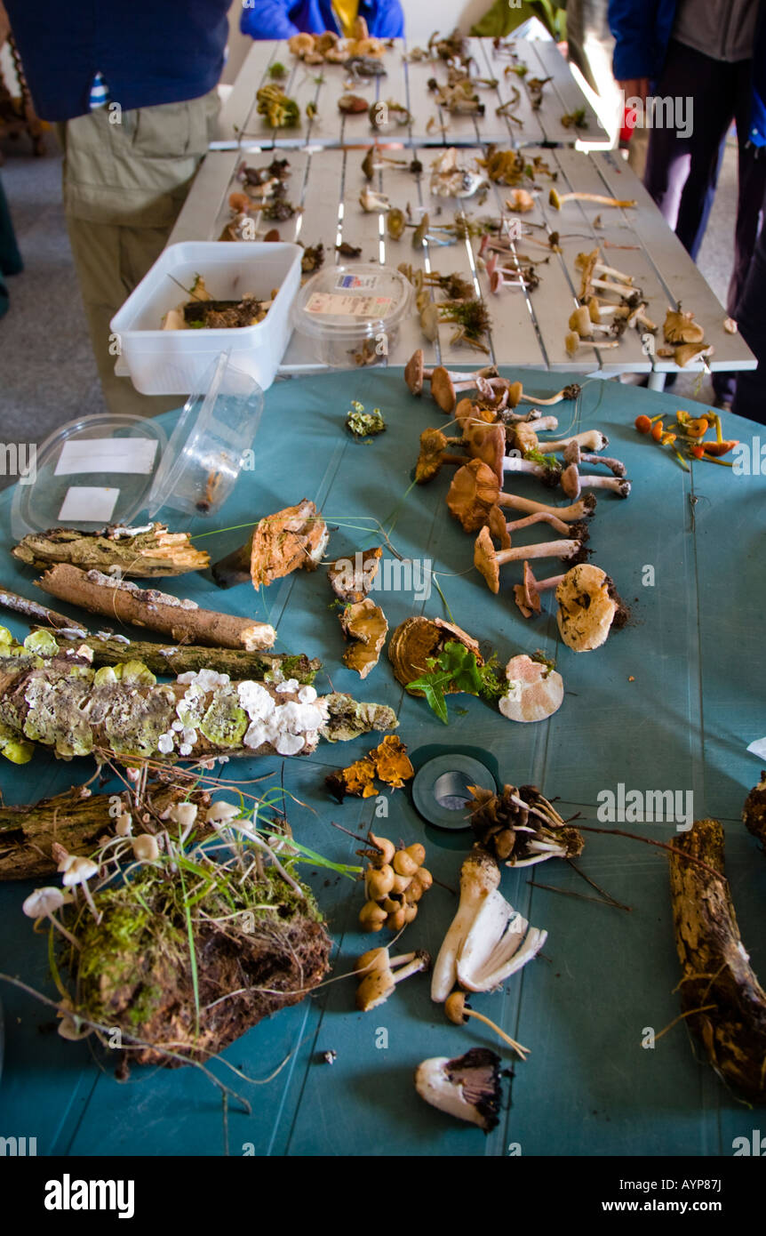 Fungal kingdom hi-res stock photography and images - Alamy