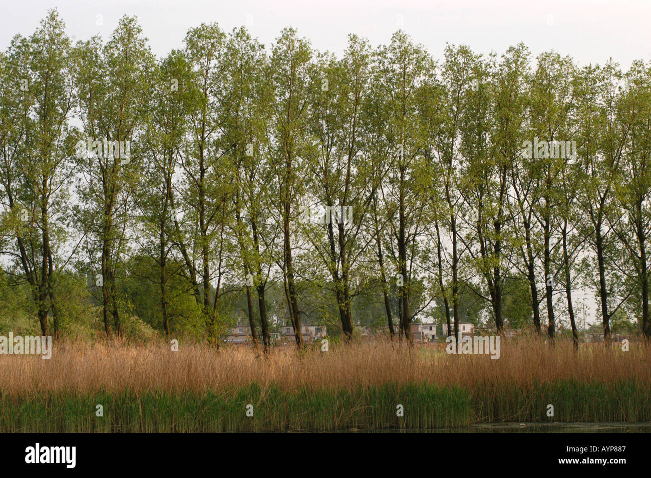 Row of trees in a field of grass hi-res stock photography and images ...
