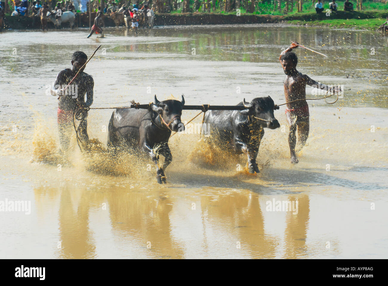 India bull race hi-res stock photography and images - Alamy