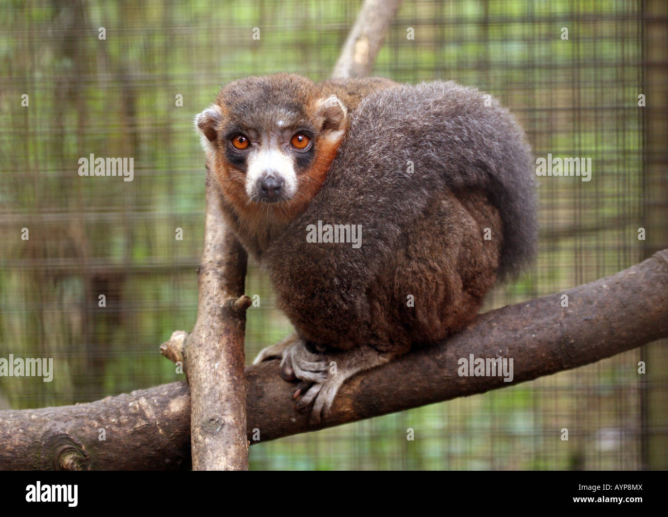 Mongoose Lemur (Eulemur mongoz), Stock Photo