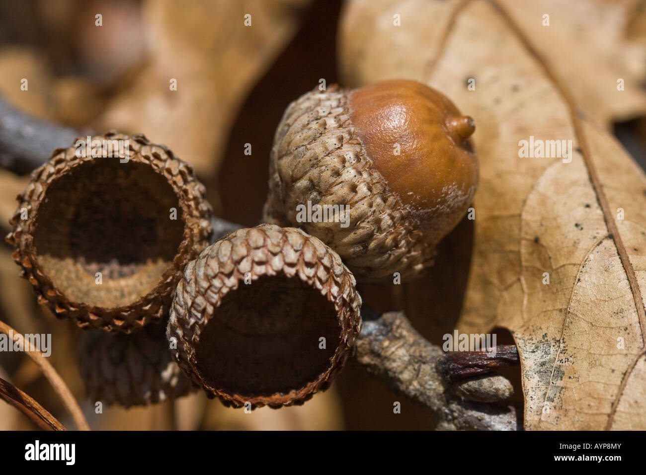 Oak acorns with leaves texture autumn detail close-up close up no not people nobody isolated in park USA Stock Photo