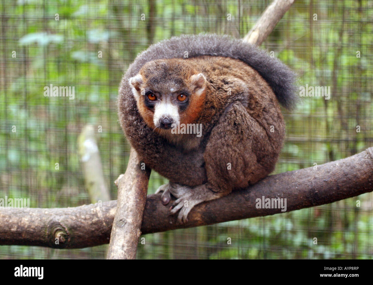 Mongoose Lemur (Eulemur mongoz), Stock Photo