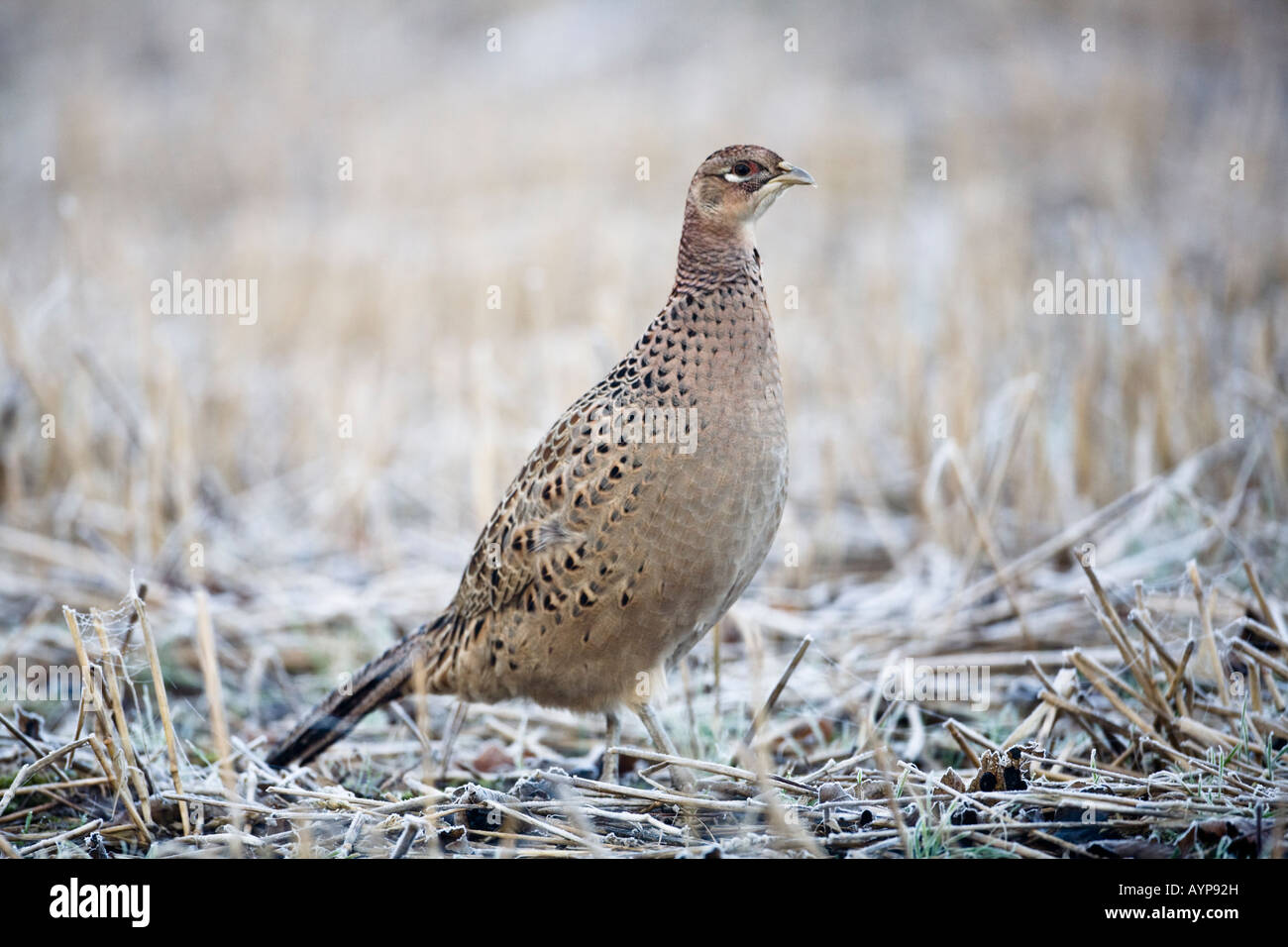 Female common pheasant in a stubble field on a frosty morning Stock ...