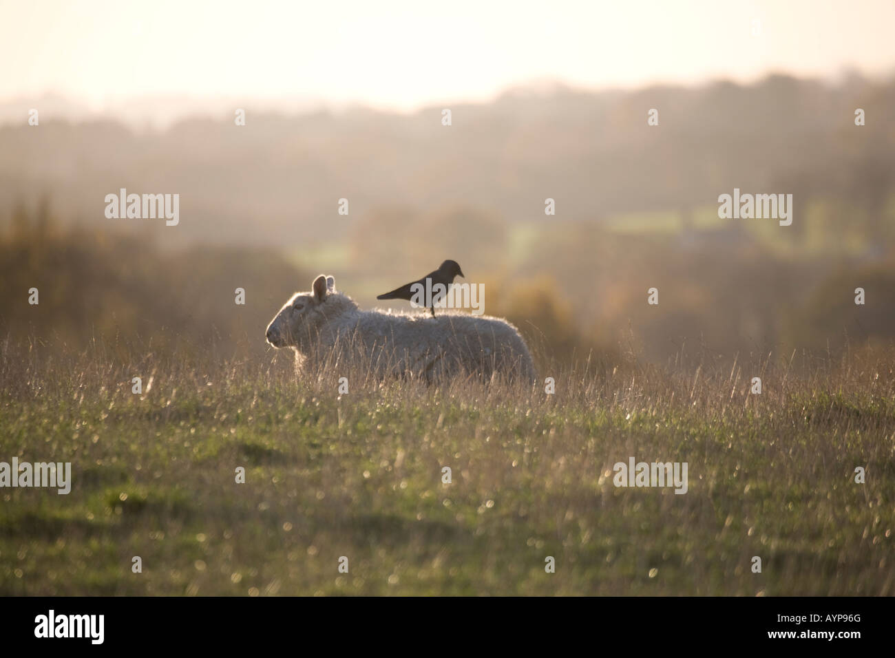 Jackdaw collecting wool from a sheep. Stock Photo