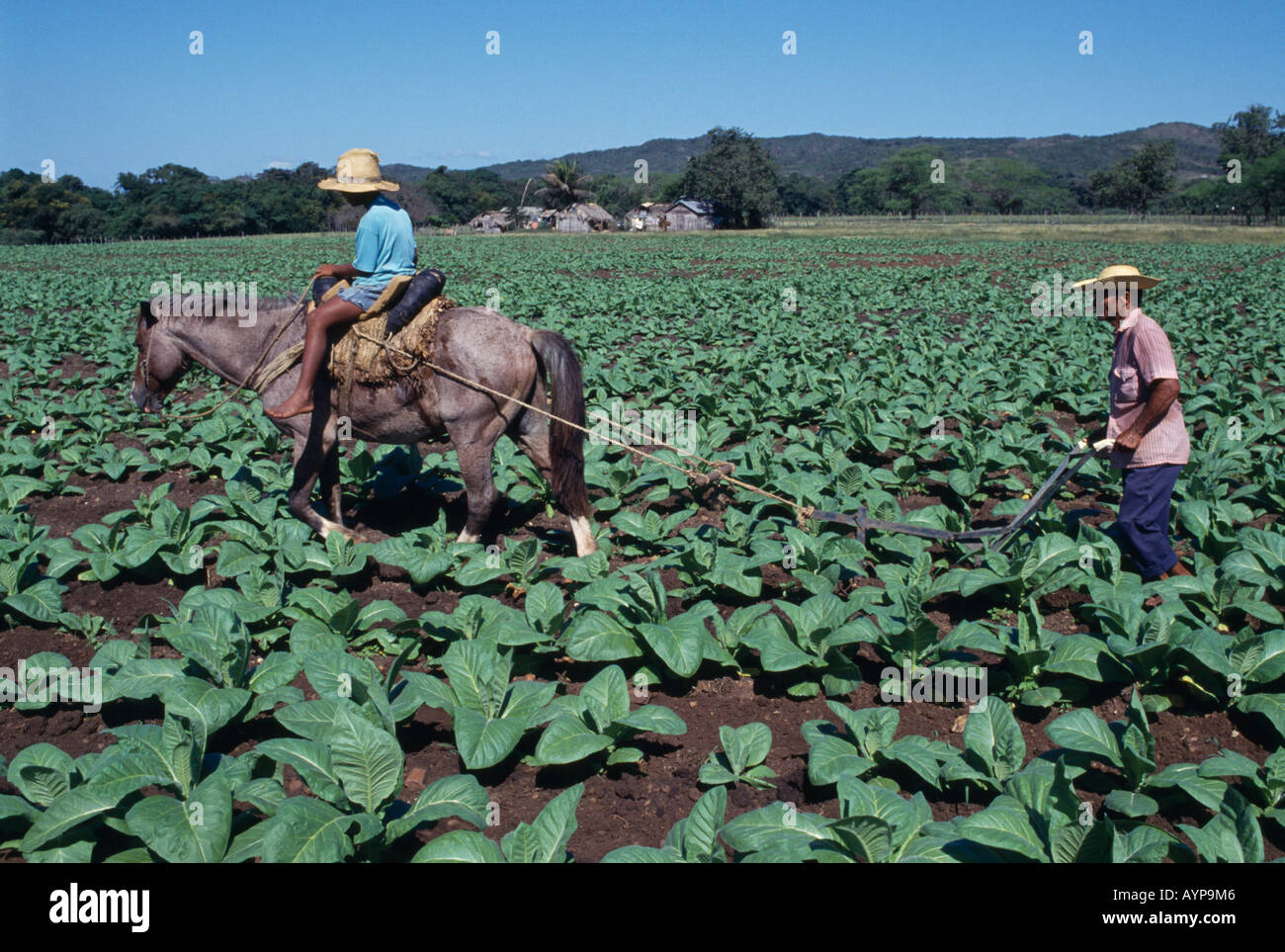 DOMINICAN REPUBLIC Agriculture Stock Photo Alamy