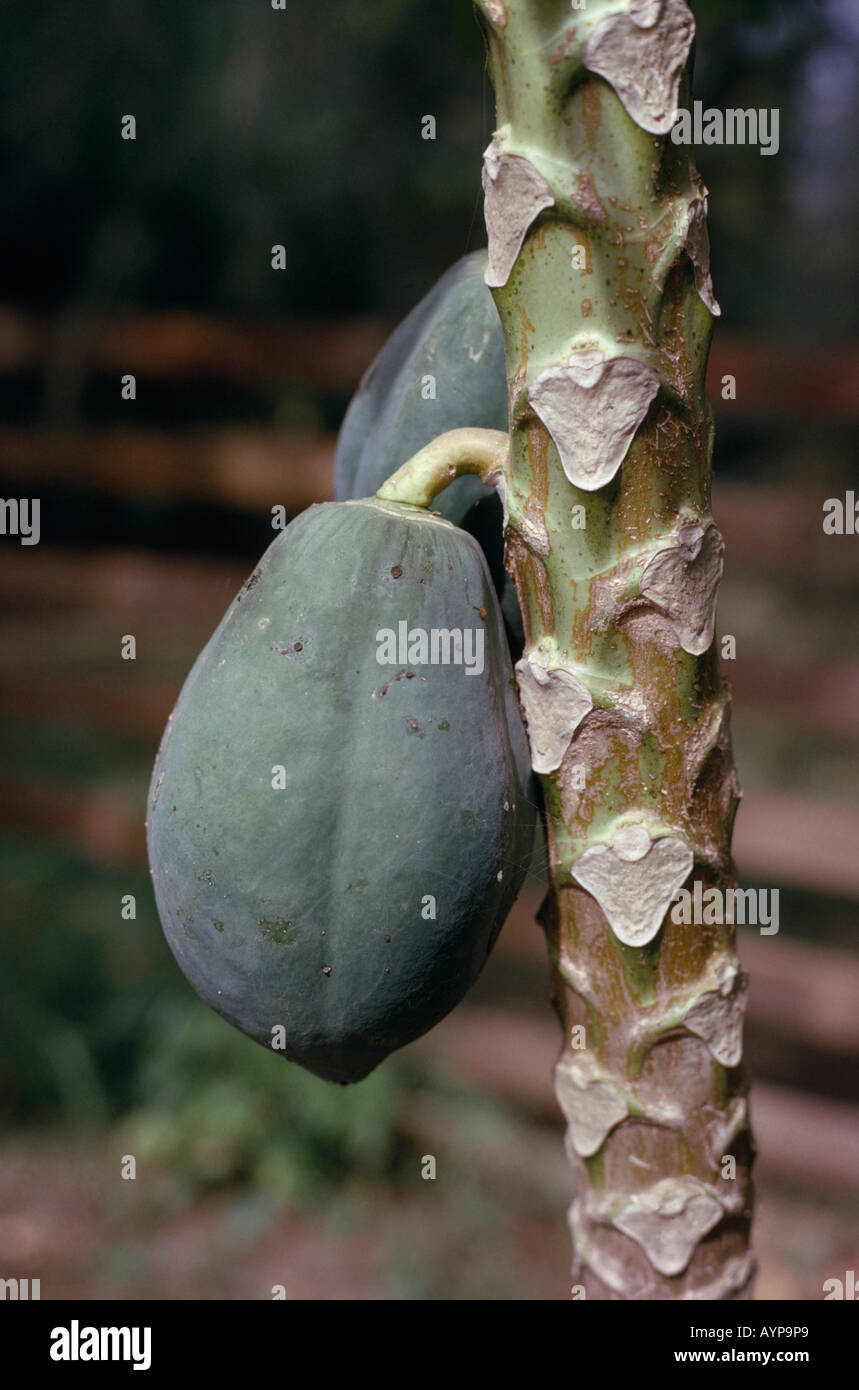 NIGERIA West Africa Sapele Agriculture Farming Paw paw fruit Carica papapaya growing on tree Stock Photo