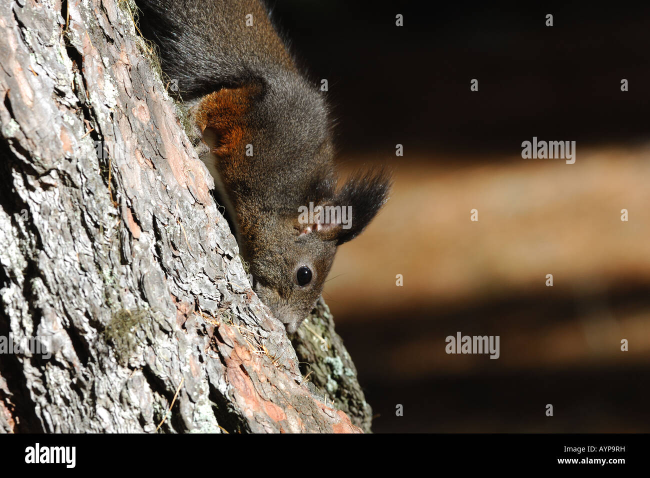 Sciurus vulgaris squirrel scoiattolo rodents roditori mammal mammiferi wood bosco primo piano Engadina Val Roseg Saint Moritz Sv Stock Photo