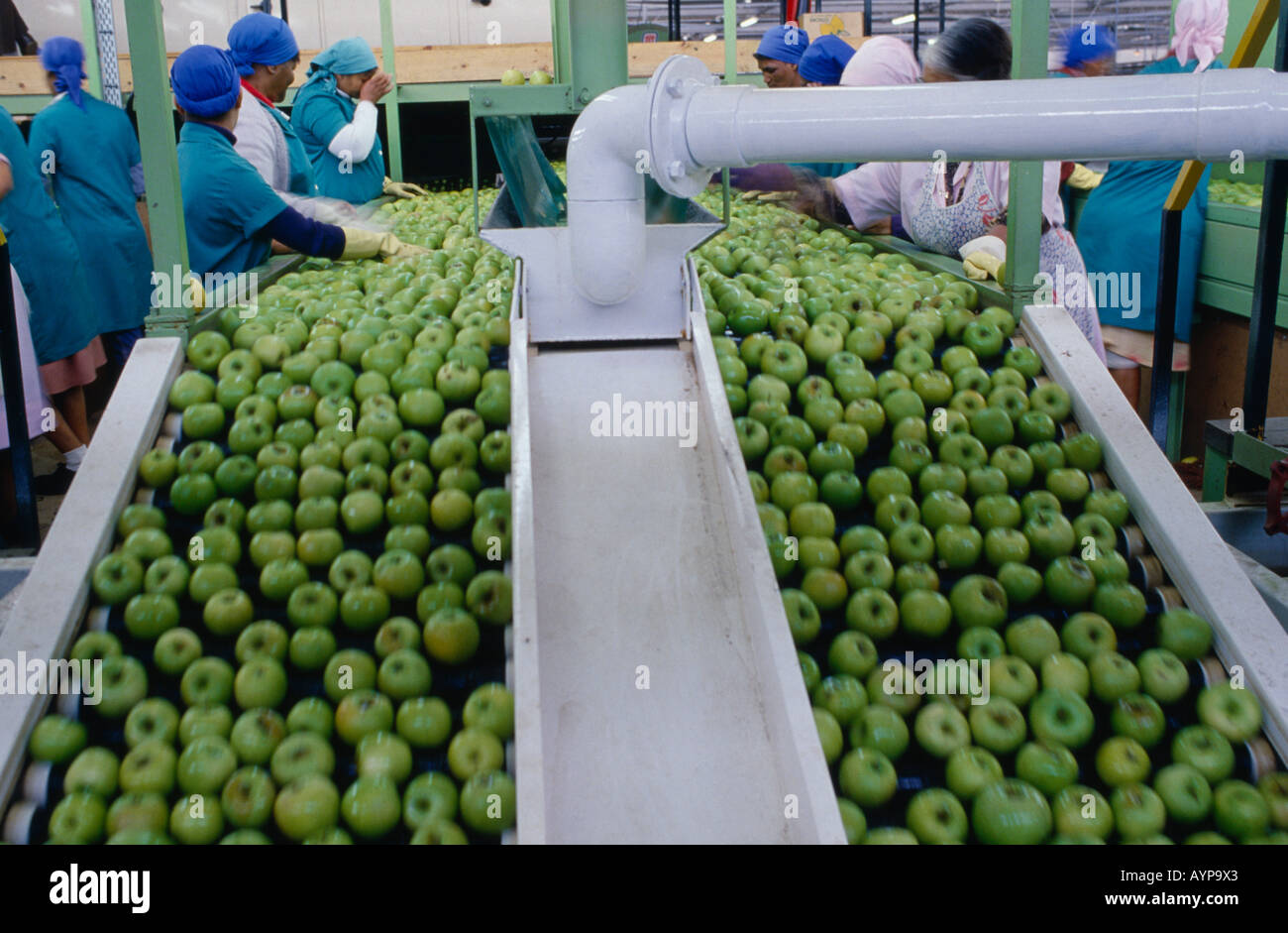 SOUTH AFRICA Western Cape Elgin Agriculture Fruit Farming Two a Day apple sorting plant conveyor
