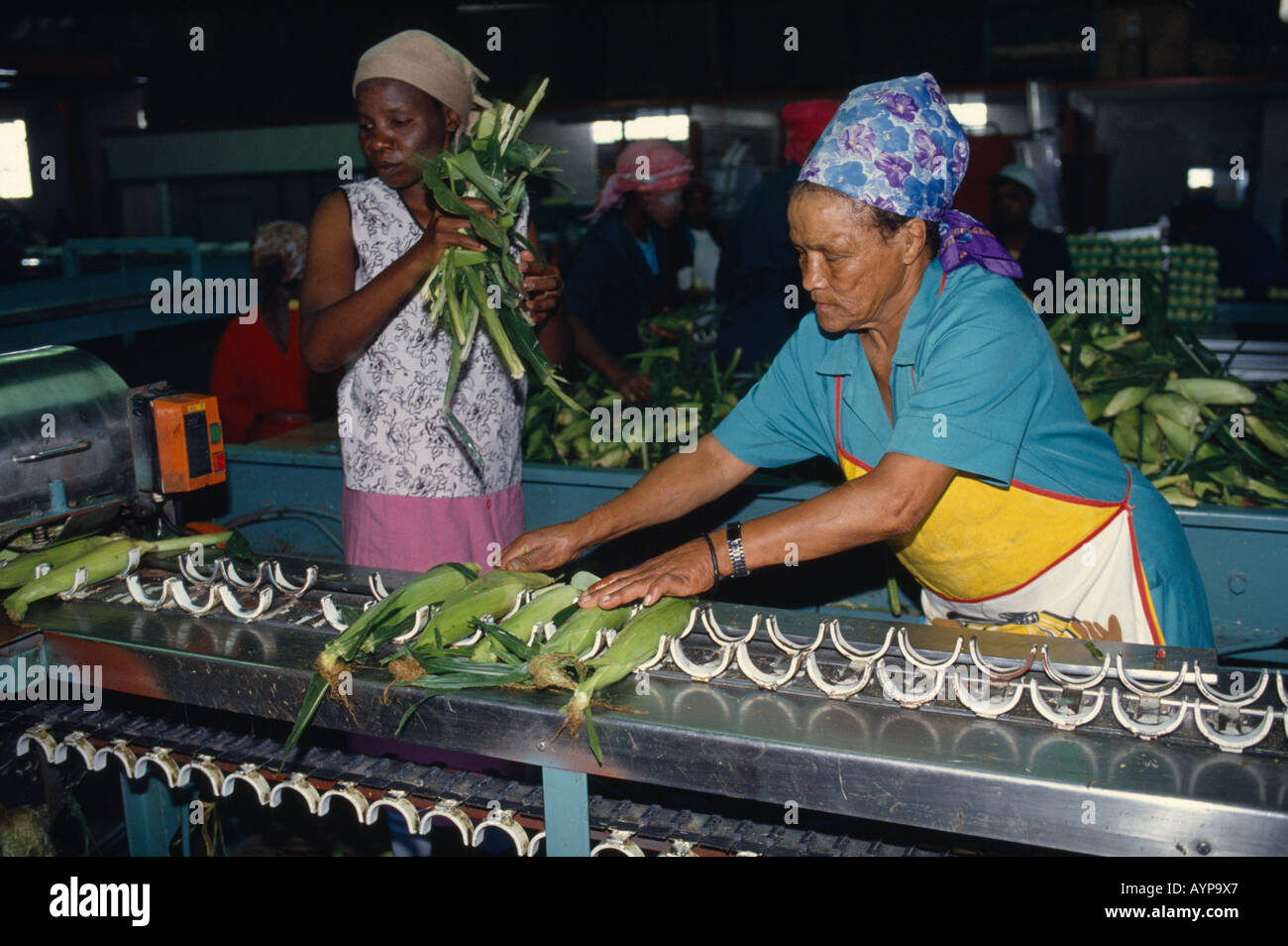 SOUTH AFRICA Western Cape Industry Women packing sweetcorn at Mooiberg