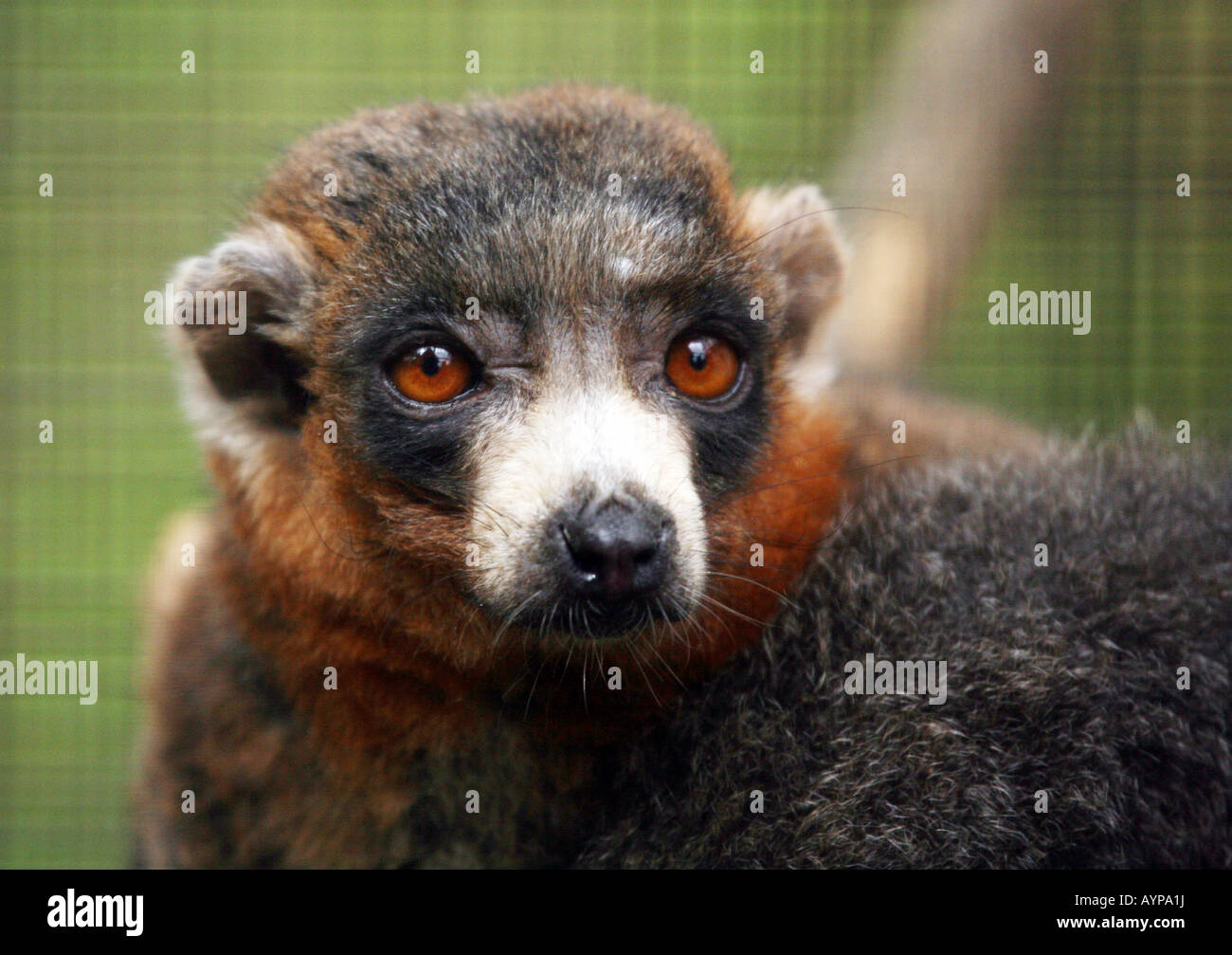 Head and Shoulders, Mongoose Lemur (Eulemur mongoz), Stock Photo