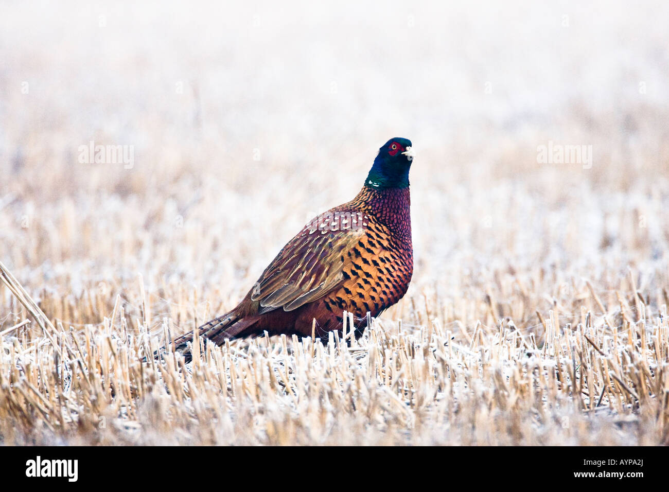 Male common pheasant in a stubble field on a frosty morning. Stock Photo