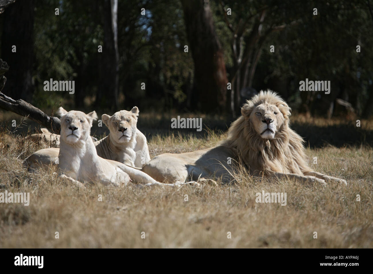 White Lion Pride Stock Photo - Alamy