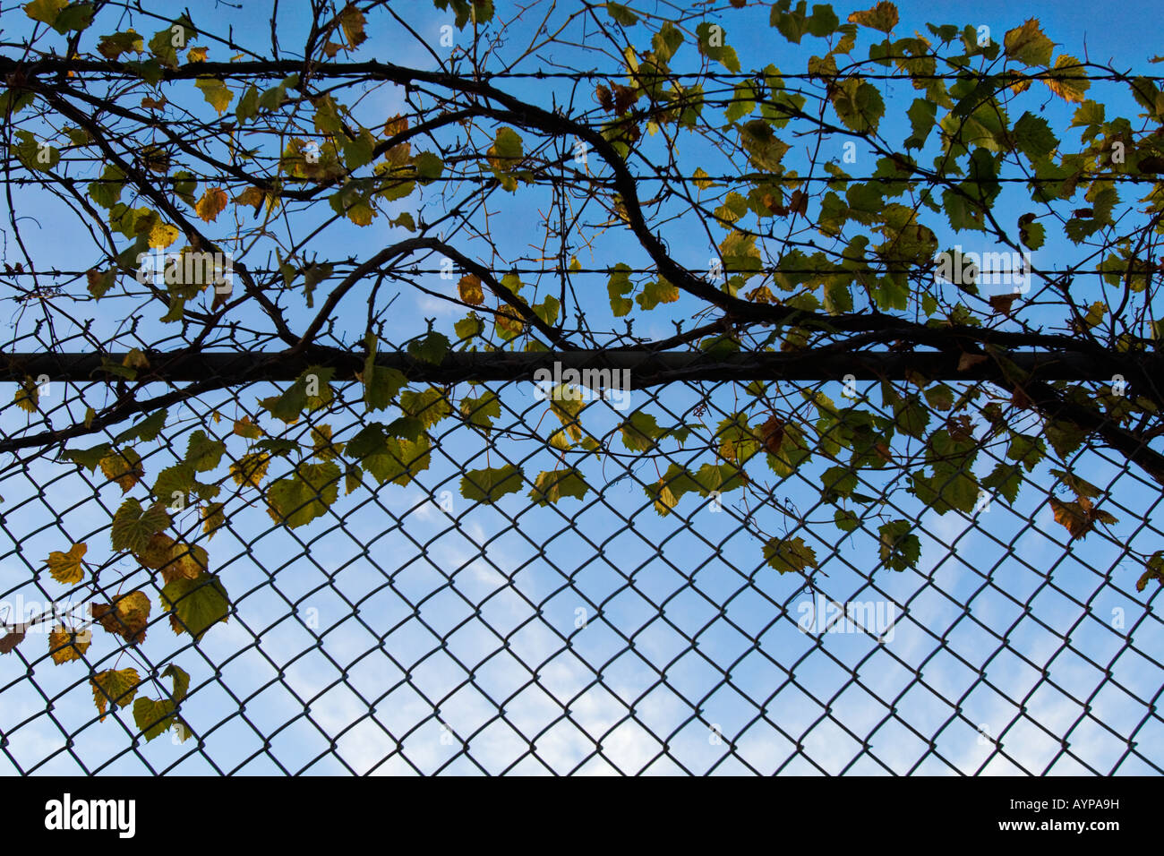Wild grape vines growing on a chain link fence Stock Photo Alamy